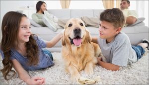 Pets and Air Quality